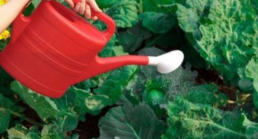 Jak často se má zelí zalévat na volném poli a jakou vodou